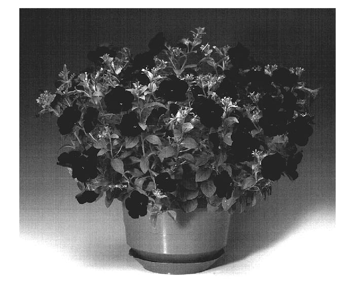 Figure 1 of US plant patent PP19001, the photograph of Petnitbl printed in the patent.