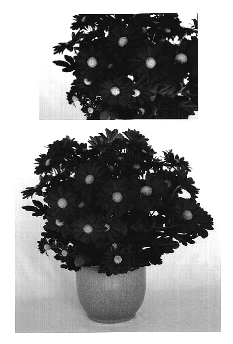 Figure 1 of US plant patent PP19002, the photograph of Yorichmond printed in the patent.