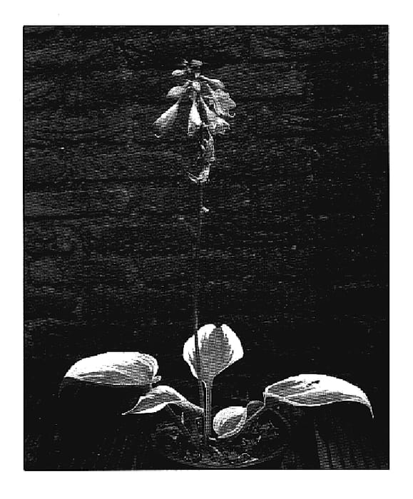 Figure 1 of US plant patent PP19003, the photograph of Great Escape printed in the patent.