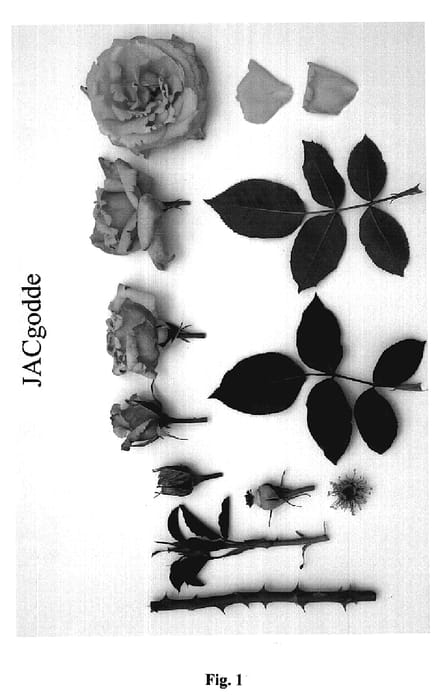 Figure 1 of US plant patent PP19004, the photograph of JACgodde printed in the patent.