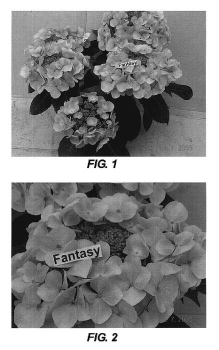 Figure 1 of US plant patent PP19005, the photograph of Fantasy printed in the patent.