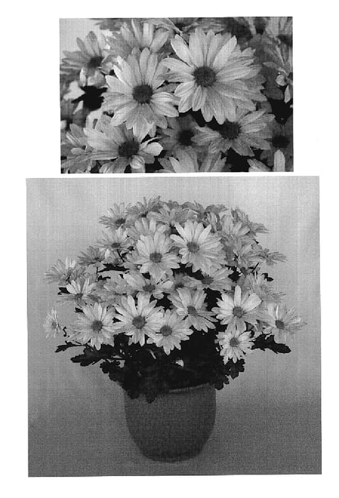 Figure 1 of US plant patent PP19006, the photograph of Yohollister printed in the patent.