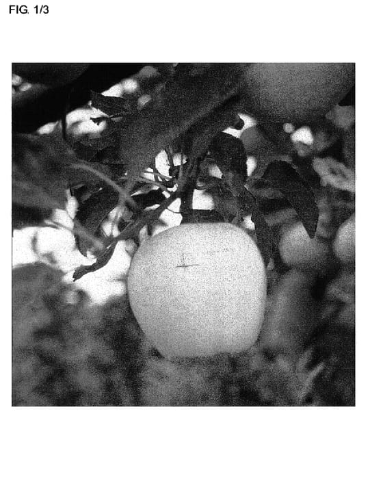 Figure 1 of US plant patent PP19007, the photograph of McLaughlin Gala printed in the patent.