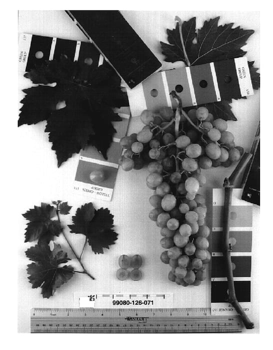 Figure 1 of US plant patent PP19008, the photograph of Sugrathirtythree printed in the patent.