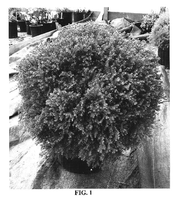 Figure 1 of US plant patent PP19009, the photograph of Congabe printed in the patent.