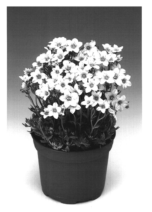 Figure 1 of US plant patent PP19010, the photograph of Rockwhite printed in the patent.