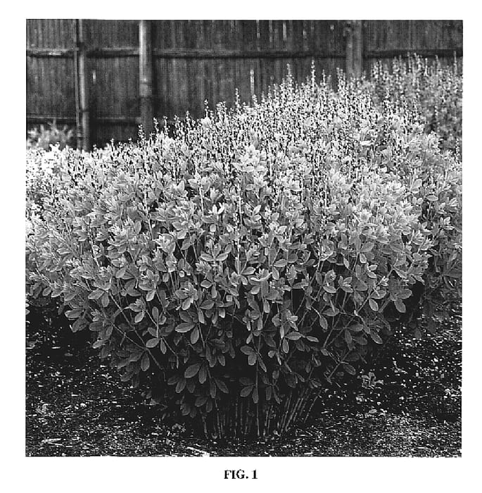 Figure 1 of US plant patent PP19011, the photograph of Twilite printed in the patent.