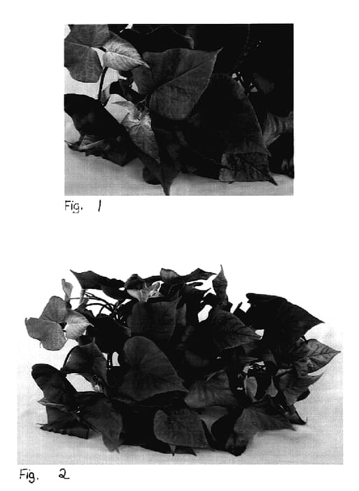 Figure 1 of US plant patent PP19013, the photograph of Sweet Caroline Sweetheart Red printed in the patent.
