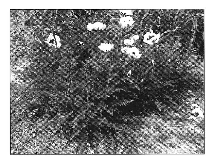 Figure 1 of US plant patent PP19014, the photograph of Casino printed in the patent.