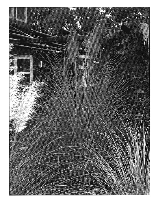 Figure 1 of US plant patent PP19015, the photograph of Scarlet Wonder printed in the patent.