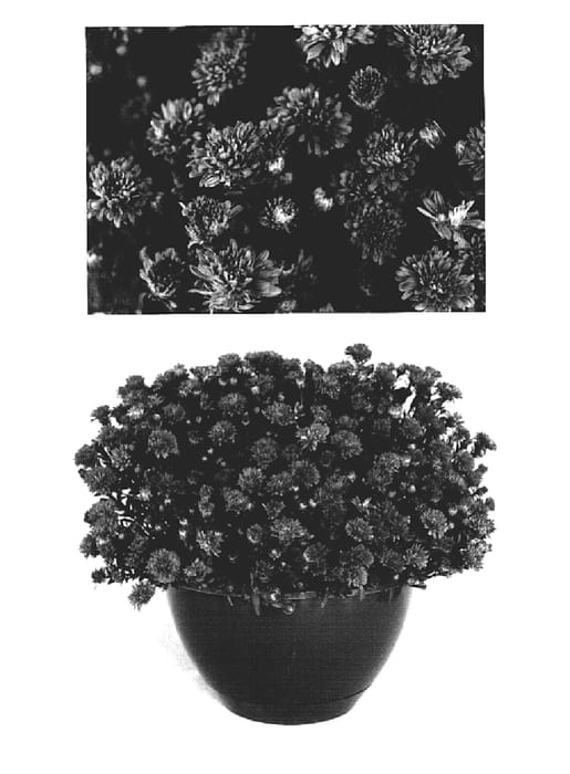 Figure 1 of US plant patent PP19016, the photograph of Yohenry the Third printed in the patent.