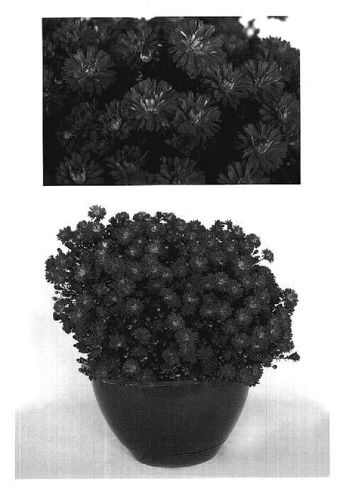 Figure 1 of US plant patent PP19017, the photograph of Yomarie the Third printed in the patent.