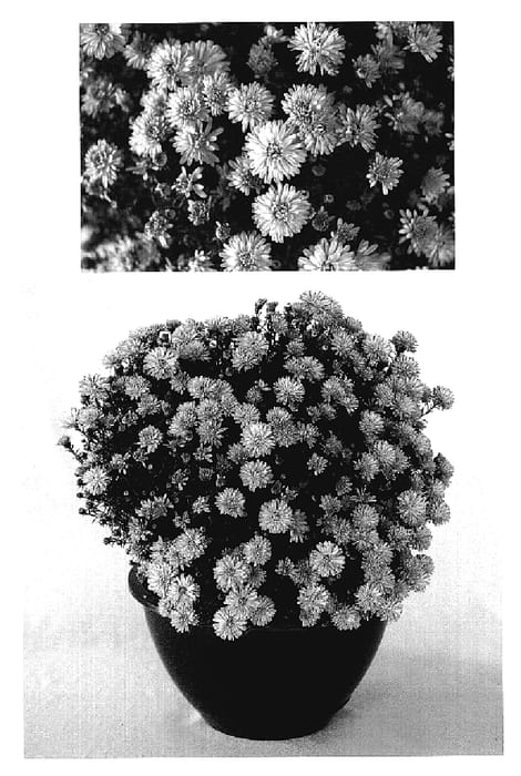 Figure 1 of US plant patent PP19018, the photograph of Yopeter the Third printed in the patent.