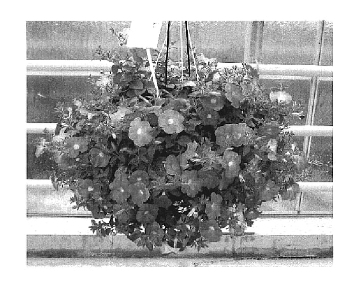 Figure 1 of US plant patent PP19019, the photograph of Fort Salmon 2004 printed in the patent.