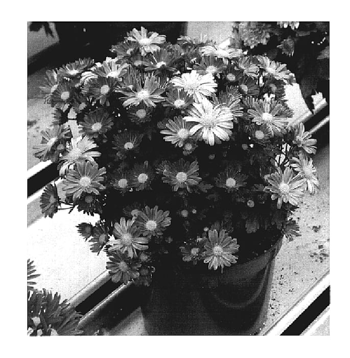 Figure 1 of US plant patent PP19021, the photograph of Yophyllis printed in the patent.