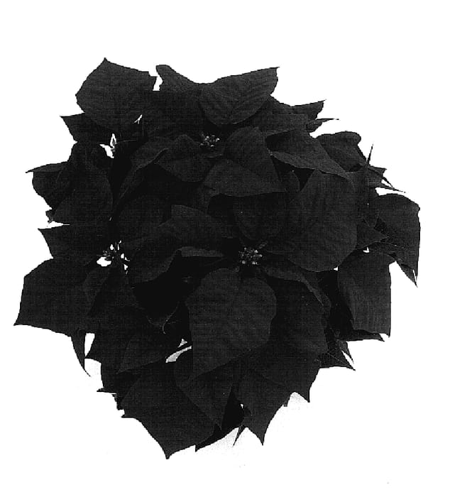 Figure 1 of US plant patent PP19022, the photograph of Estrella Red printed in the patent.