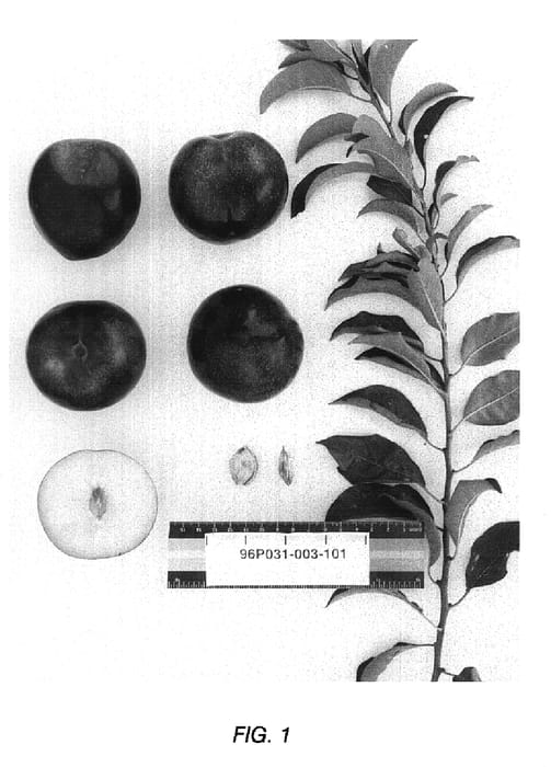 Figure 1 of US plant patent PP19023, the photograph of Suplumthirtysix printed in the patent.