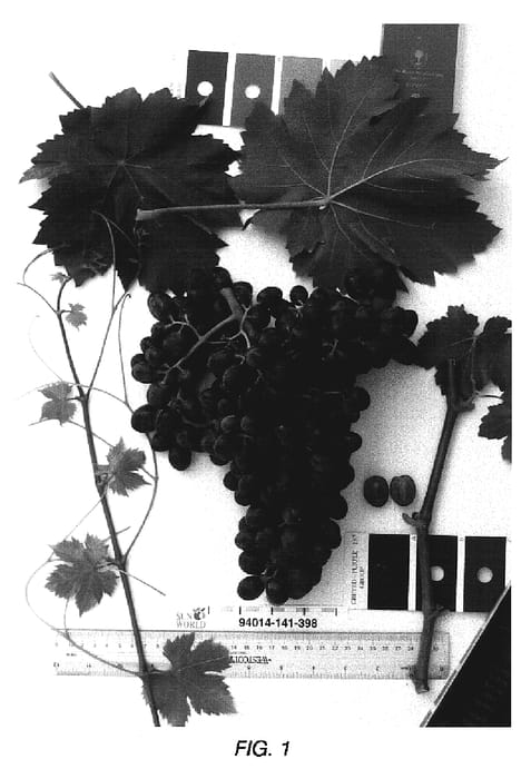 Figure 1 of US plant patent PP19024, the photograph of Sugrathirtytwo printed in the patent.