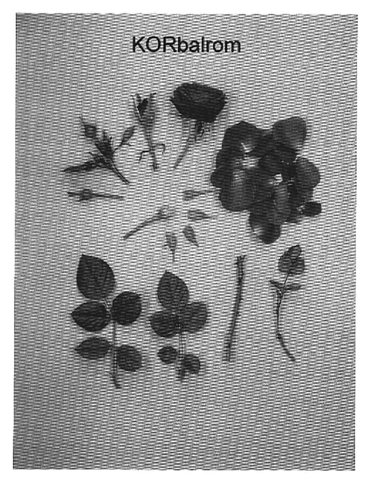 Figure 1 of US plant patent PP19025, the photograph of KORbalrom printed in the patent.