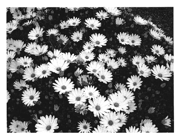 Figure 1 of US plant patent PP19026, the photograph of DEL COM YS printed in the patent.