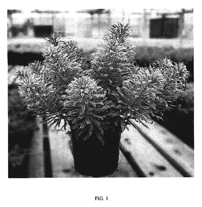 Figure 1 of US plant patent PP19027, the photograph of Glacier Blue printed in the patent.