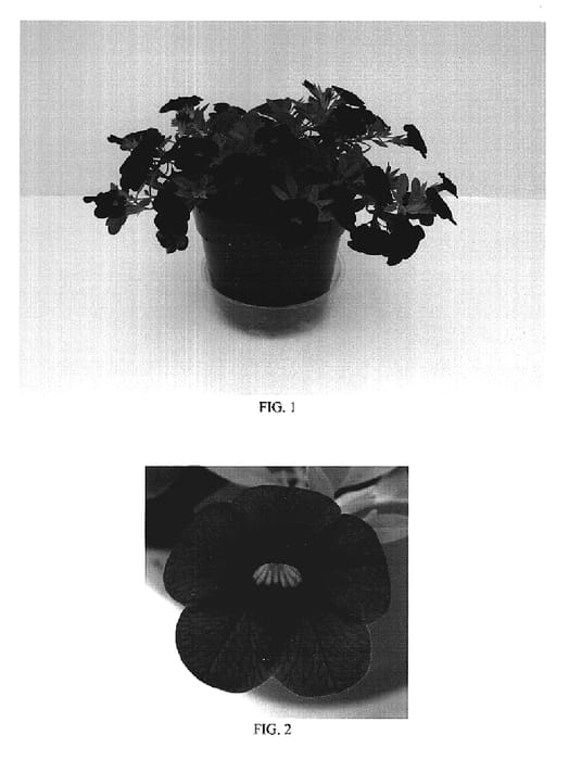 Figure 1 of US plant patent PP19028, the photograph of Balcabplo printed in the patent.