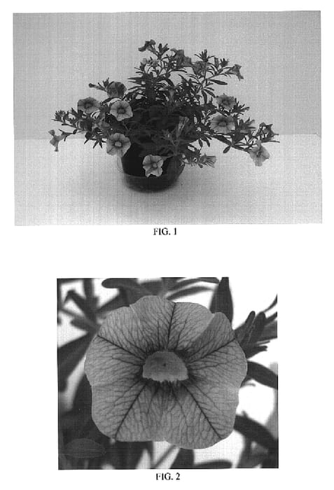 Figure 1 of US plant patent PP19029, the photograph of Balcabpea printed in the patent.