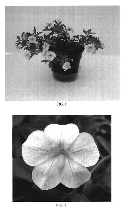Figure 1 of US plant patent PP19030, the photograph of balcabyellow printed in the patent.