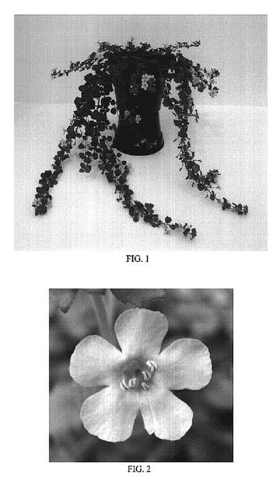 Figure 1 of US plant patent PP19031, the photograph of Balabolav printed in the patent.