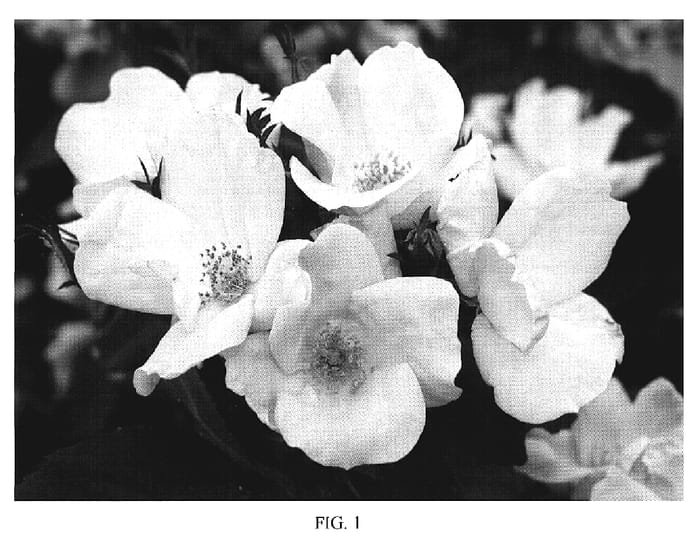 Figure 1 of US plant patent PP19032, the photograph of Radsweet printed in the patent.