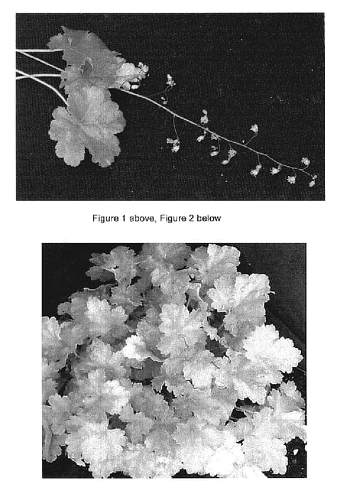 Figure 1 of US plant patent PP19033, the photograph of Lemon Chiffon printed in the patent.