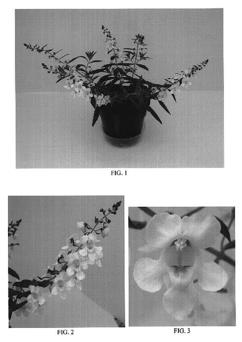 Figure 1 of US plant patent PP19034, the photograph of Balangspri printed in the patent.