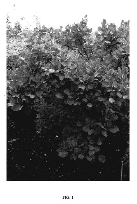 Figure 1 of US plant patent PP19035, the photograph of Old Fashioned printed in the patent.