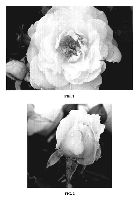 Figure 1 of US plant patent PP19036, the photograph of BAIrift printed in the patent.