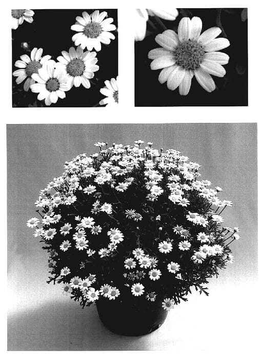 Figure 1 of US plant patent PP19037, the photograph of Argywhimi printed in the patent.
