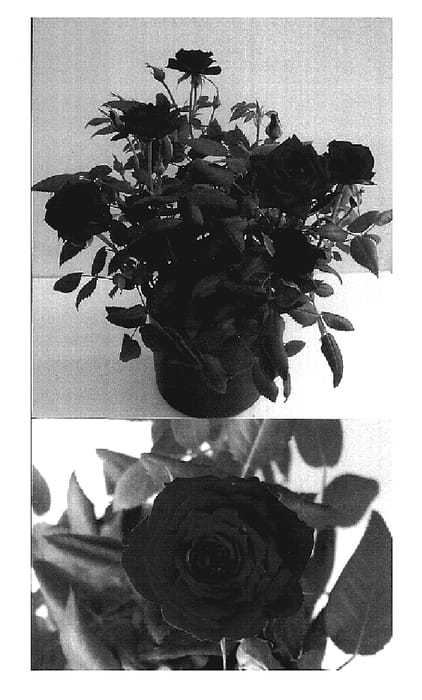 Figure 1 of US plant patent PP19038, the photograph of Evera153 printed in the patent.