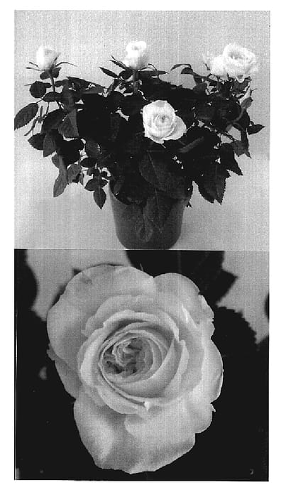 Figure 1 of US plant patent PP19039, the photograph of 98-0036 printed in the patent.