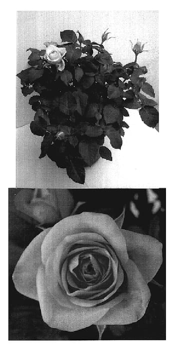 Figure 1 of US plant patent PP19040, the photograph of Evera180 printed in the patent.