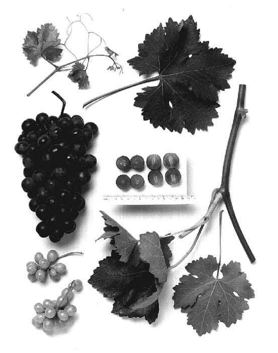 Figure 1 of US plant patent PP19041, the photograph of Sheegene-6 printed in the patent.