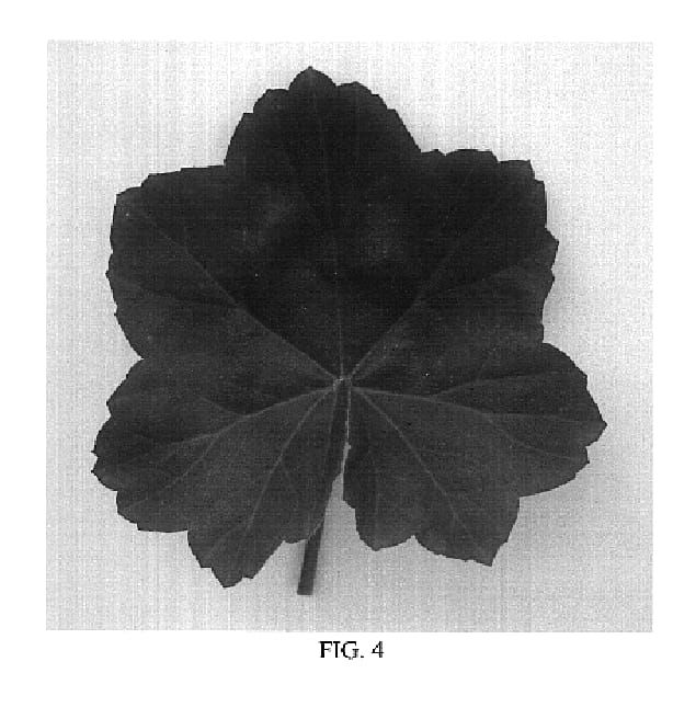 Figure 2 of US plant patent PP19042, the photograph of Balgaldepro printed in the patent.