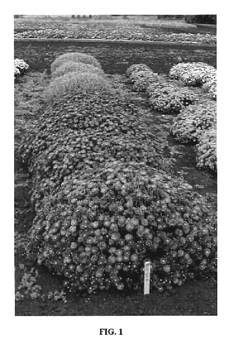 Figure 1 of US plant patent PP19043, the photograph of 95-169-8 printed in the patent.