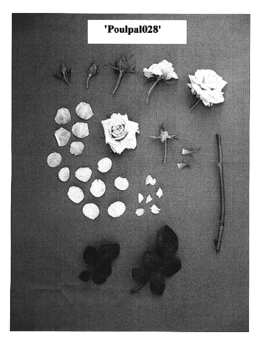 Figure 1 of US plant patent PP19044, the photograph of Poulpal023 printed in the patent.