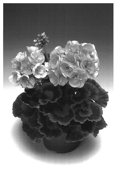 Figure 1 of US plant patent PP19045, the photograph of Zosa printed in the patent.