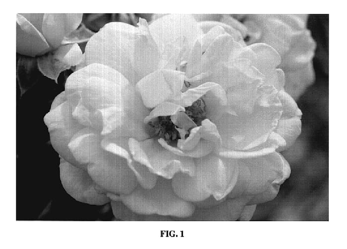 Figure 1 of US plant patent PP19046, the photograph of BAiload printed in the patent.