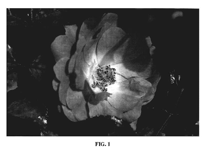 Figure 1 of US plant patent PP19047, the photograph of BAIrls printed in the patent.