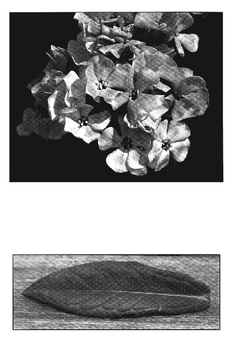 Figure 2 of US plant patent PP19048, the photograph of Grenadine Dream printed in the patent.