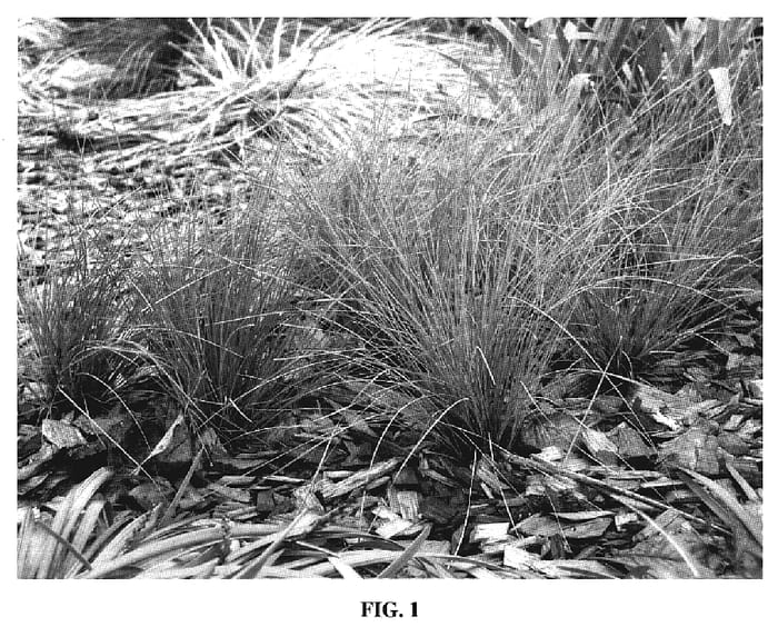 Figure 1 of US plant patent PP19049, the photograph of SIR5 printed in the patent.