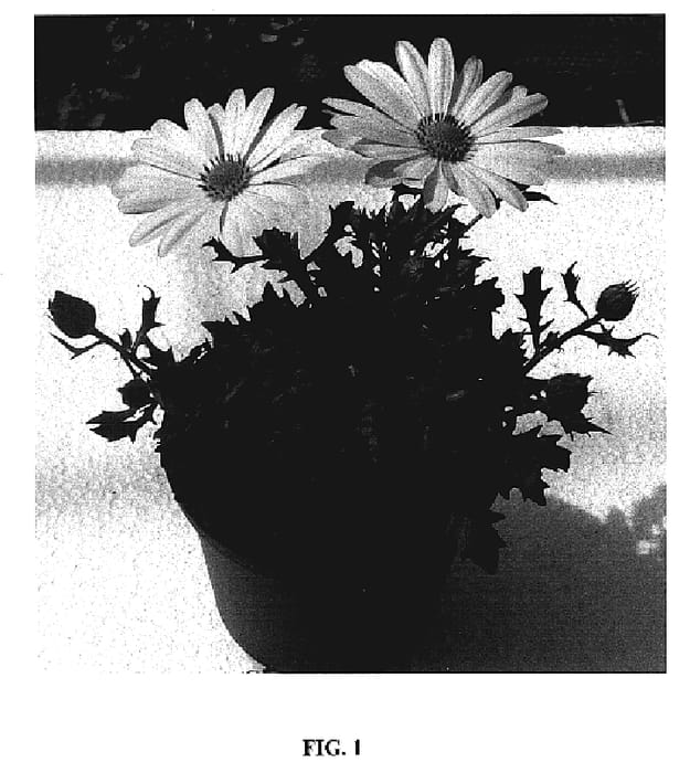 Figure 1 of US plant patent PP19050, the photograph of Oste Yel printed in the patent.