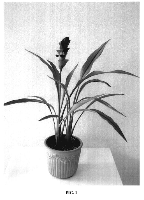Figure 1 of US plant patent PP19051, the photograph of Curtina printed in the patent.