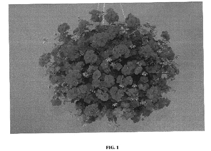Figure 1 of US plant patent PP19052, the photograph of Fiscody printed in the patent.